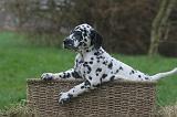 DALMATIEN 502